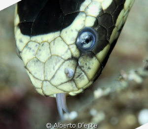 the snake faces at !!
 by Alberto D'este 